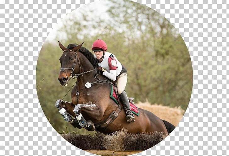 Eventing Equestrian Horse Hunt Seat Endurance Riding PNG, Clipart, Animals, Animal Sports, Breast Reconstruction, Bridle, Cross Country Equestrianism Free PNG Download