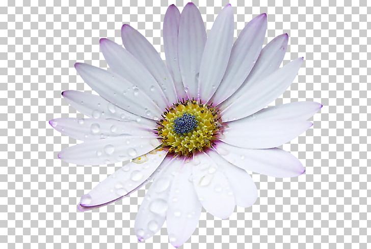 Flower Birkenstock Petal PNG, Clipart, Aster, Birkenstock, Daisy, Daisy Family, Flower Free PNG Download