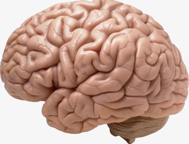 Human Brain PNG, Clipart, Advertising, Brain, Brain Clipart, Human, Human Brain Free PNG Download