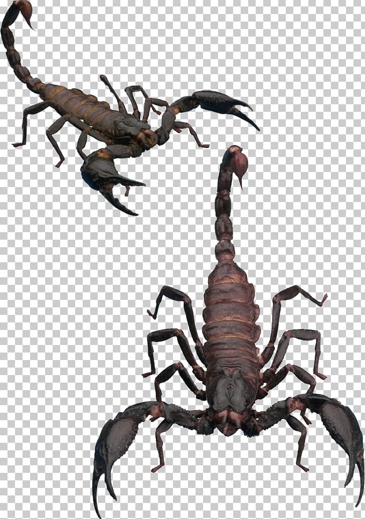 Scorpion PNG, Clipart, Arachnid, Encapsulated Postscript, Insects, Opistophthalmus Wahlbergii, Organism Free PNG Download