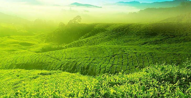 Charleston Tea Plantation Malaysia Green Tea Tea Garden PNG, Clipart, Agriculture, Assam Tea, Camellia Sinensis, Computer Wallpaper, Crop Free PNG Download