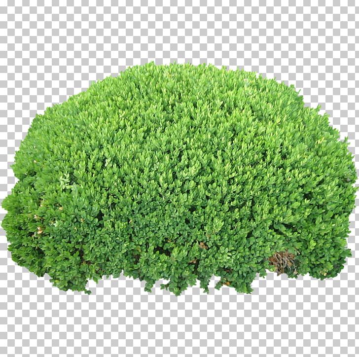 Portable Network Graphics Shrub Transparency PNG, Clipart, Computer Icons, Download, Evergreen, Grass, Groundcover Free PNG Download