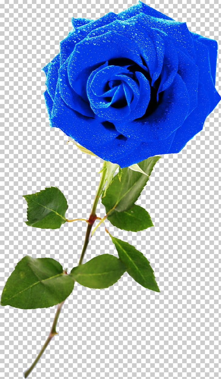 Blue Rose Garden Roses Rosaceae Centifolia Roses PNG, Clipart, Azure, Blue, Blue Rose, Centifolia Roses, Cobalt Blue Free PNG Download