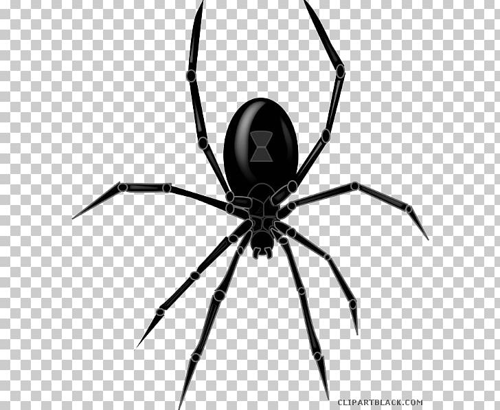 Spider Southern Black Widow Portable Network Graphics PNG, Clipart, Arachnid, Arthropod, Black And White, Black Widow, Black Widow Spider Free PNG Download