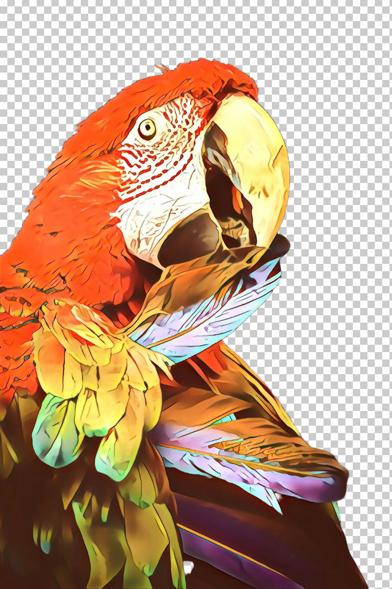 Orange PNG, Clipart, Beak, Bird, Budgie, Feather, Macaw Free PNG Download