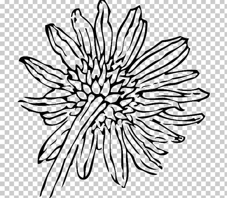 Common Sunflower Drawing PNG, Clipart, Black, Black And White, Chrysanths, Circle, Coloring Book Free PNG Download