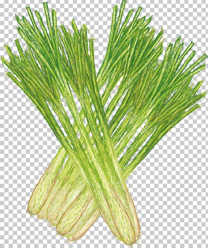 Cymbopogon Citratus Stock Photography Illustration PNG, Clipart, Depositphotos, Drawing, Fennel, Food, Fruit Nut Free PNG Download