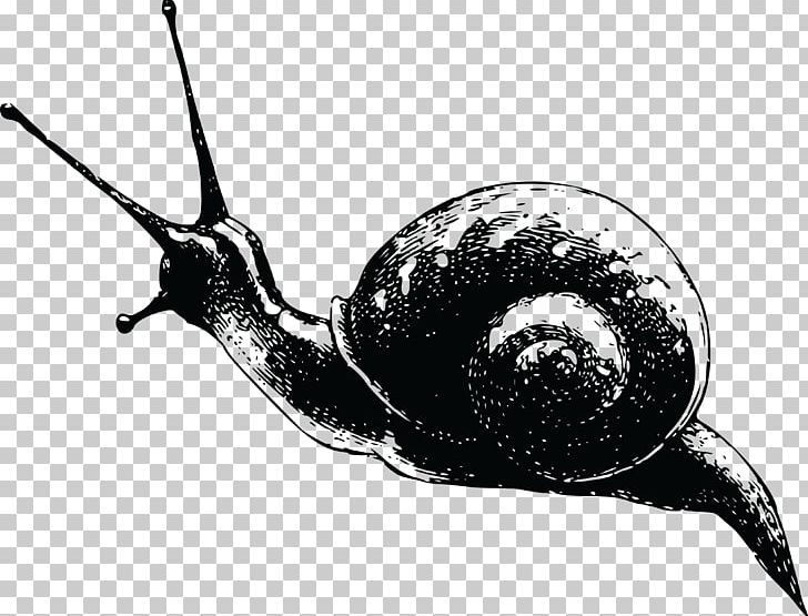 Gastropods Snail Cdr PNG, Clipart, Animals, Black And White, Cdr, Encapsulated Postscript, Fauna Free PNG Download