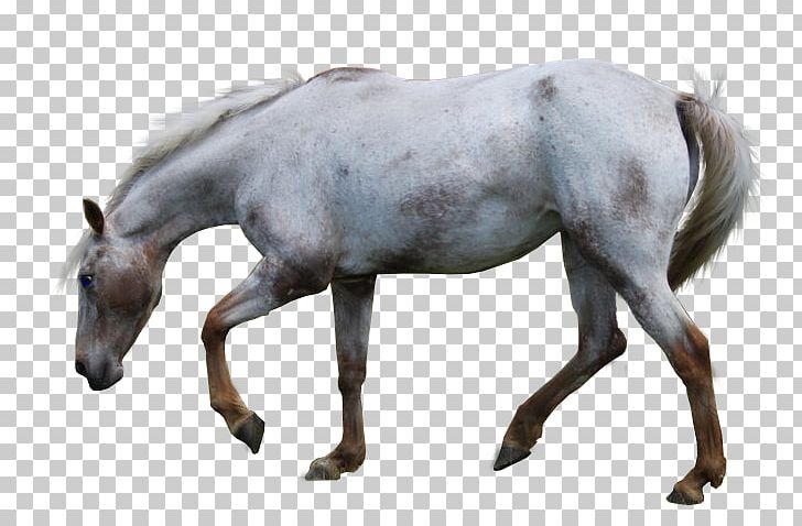Mustang Appaloosa American Paint Horse Stallion Aegidienberger PNG, Clipart, American Paint Horse, Appaloosa, Breed, Clydesdale Horse, Colt Free PNG Download