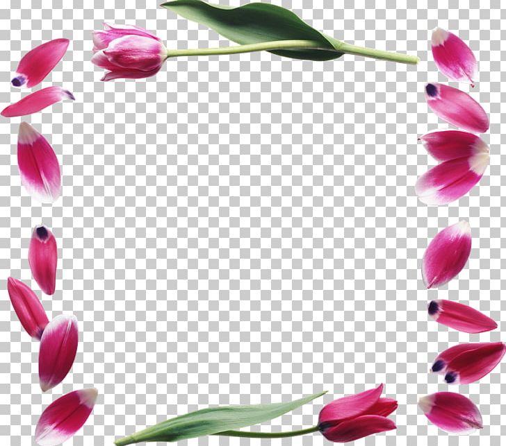 Petal Flower Tulip 8 March PNG, Clipart,  Free PNG Download