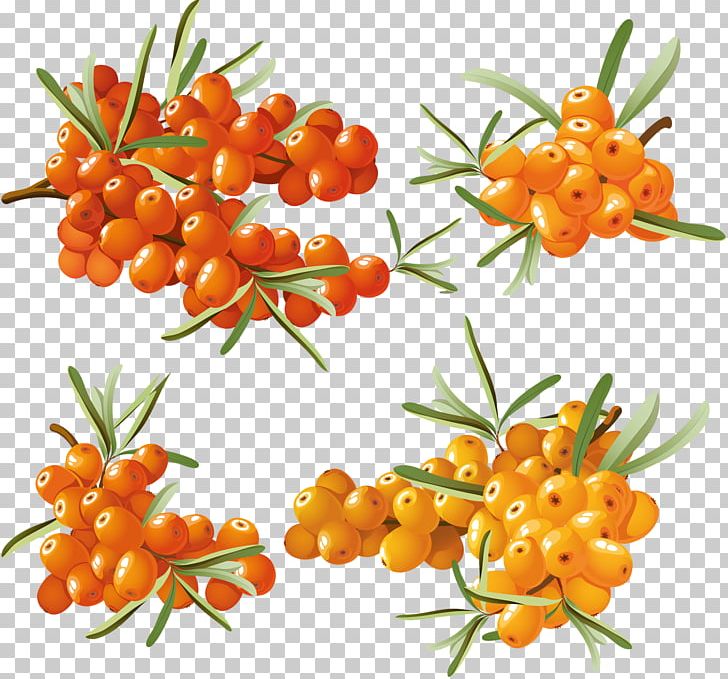 Sea Buckthorns PNG, Clipart, Auglis, Cherry Tomato, Download, Encapsulated Postscript, Fruit Free PNG Download