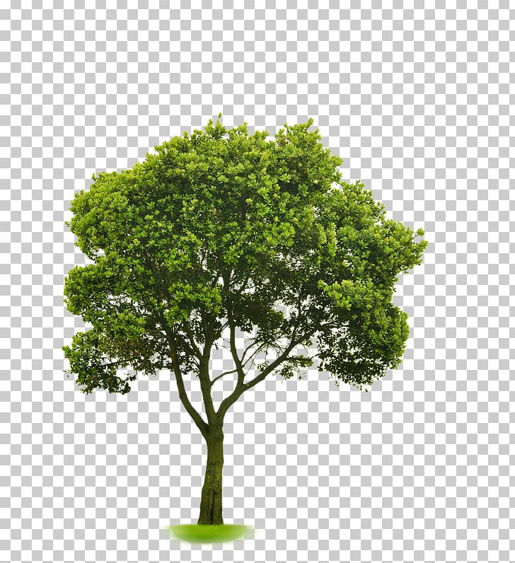 Choosing Small Trees Stock Photography American Sycamore Tree Planting PNG, Clipart, Agac, Alumni, American Sycamore, Arbor Day, Branch Free PNG Download