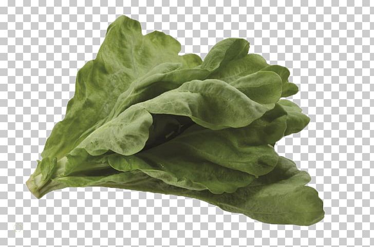 Romaine Lettuce Vegetable Cabbage PNG, Clipart, Cabbage, Cabbage Leaves, Cabbage Roses, Cartoon Cabbage, Chard Free PNG Download