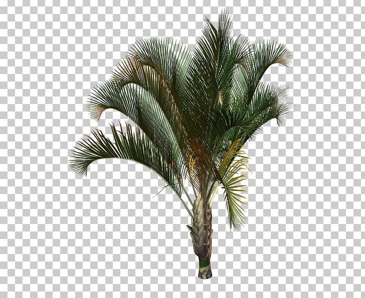 Arecaceae Tree Plant Drawing Areca Palm PNG, Clipart, Arecaceae, Arecales, Areca Palm, Attalea Speciosa, Borassus Flabellifer Free PNG Download