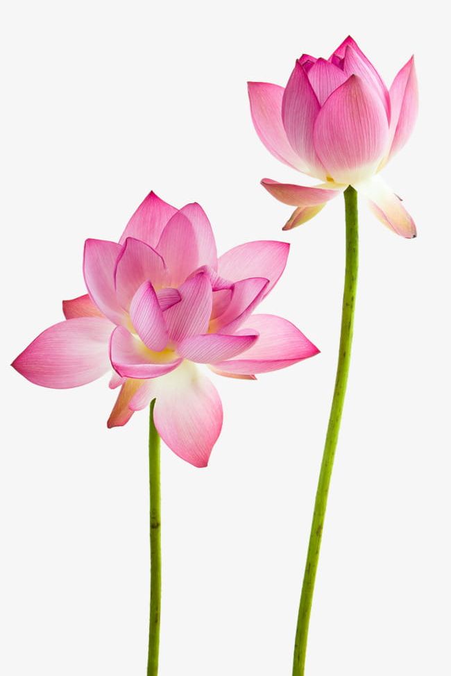 Lotus Flowers PNG, Clipart, Flower, Flowers, Flowers Clipart, Flowers Clipart, Lotus Free PNG Download