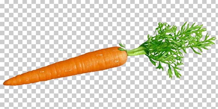 Carrot And Stick Root Vegetables Ingredient PNG, Clipart, Baby Carrot, Beet, Beetroot, Carrot, Carrot And Stick Free PNG Download
