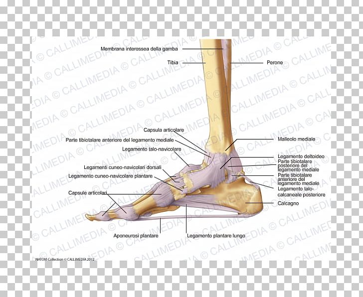 Foot Joint Capsule Deltoid Ligament PNG, Clipart, Anatomical Terms Of Location, Anatomy, Angle, Ankle, Arm Free PNG Download