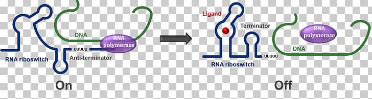 Terminator RNA Antitermination DNA Transcriptional Regulation PNG, Clipart, Angle, Biology, Brand, Circle, Communication Free PNG Download