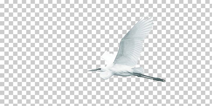 Water Bird Wing Beak Feather PNG, Clipart, Beak, Bird, Birds, Chinese, Chinese Style Free PNG Download