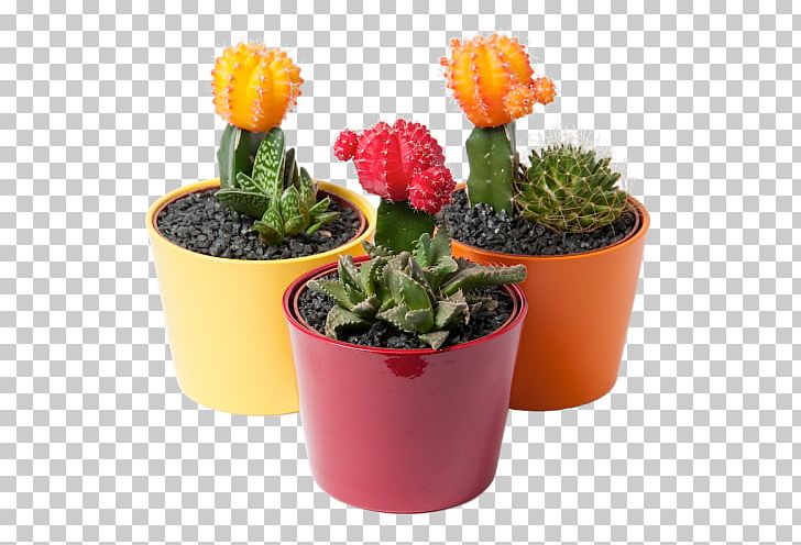 Cactaceae Houseplant Flowerpot Garden PNG, Clipart, Cactaceae, Cactus, Cactus Garden, Caryophyllales, Cyclamen Free PNG Download