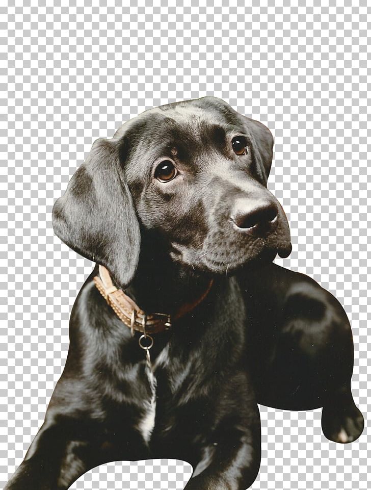 Labrador Retriever Lick N Slick Mobile Dog Grooming Puppy Dog Breed Sporting Group PNG, Clipart, Breed, Carnivoran, Collar, Companion Dog, Dog Free PNG Download