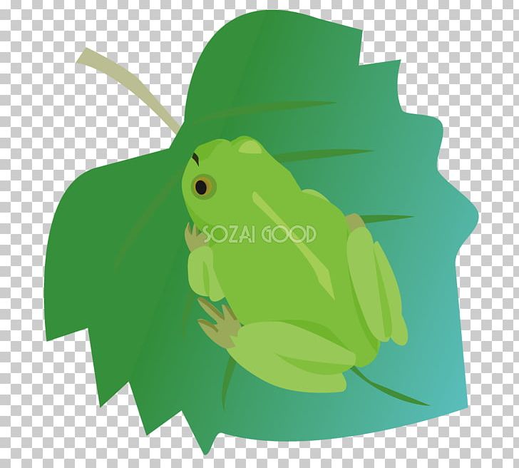Tree Frog Green PNG, Clipart, Amphibian, Frog, Grass, Green, Leaf Free PNG Download