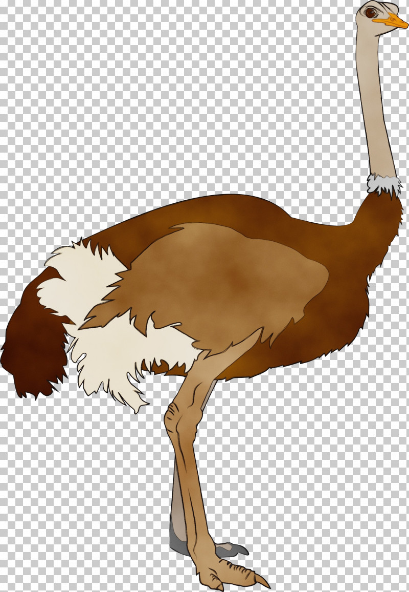 Common Ostrich Birds Ratite 타조(ostrich) Beak PNG, Clipart, Beak, Birds, Common Ostrich, Gratis, Leather Free PNG Download