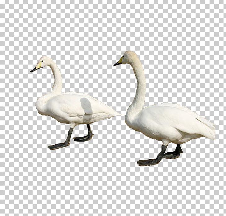 Cygnini Swan Goose Duck Bird PNG, Clipart, Animal, Animals, Beak, Canadian Goose, Cartoon Goose Free PNG Download