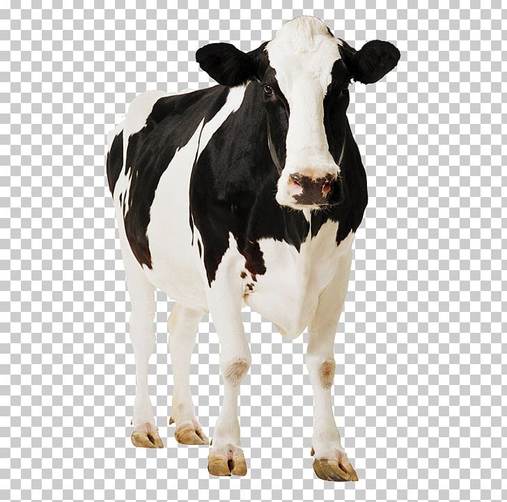 Holstein Friesian Cattle Standee Cardboard Poster Paperboard PNG, Clipart, Calf, Cardboard, Cattle, Cattle Like Mammal, Cow Goat Family Free PNG Download