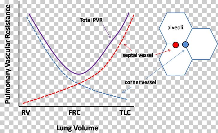 Lung Volumes Mechanical Ventilation Functional Residual Capacity Vascular Resistance PNG, Clipart, Angle, Area, Breathing, Cardiology, Cardiopulmonary Resuscitation Free PNG Download
