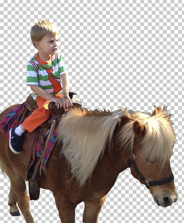 Pony Horse Rein Western Riding Bridle PNG, Clipart, Animals, Art, Bridle, Child, Cowboy Free PNG Download
