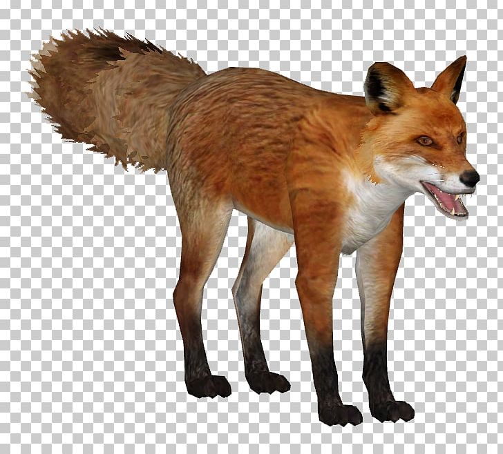 Zoo Tycoon 2 Kit Fox Dhole Wiki Png Clipart Animal Animals