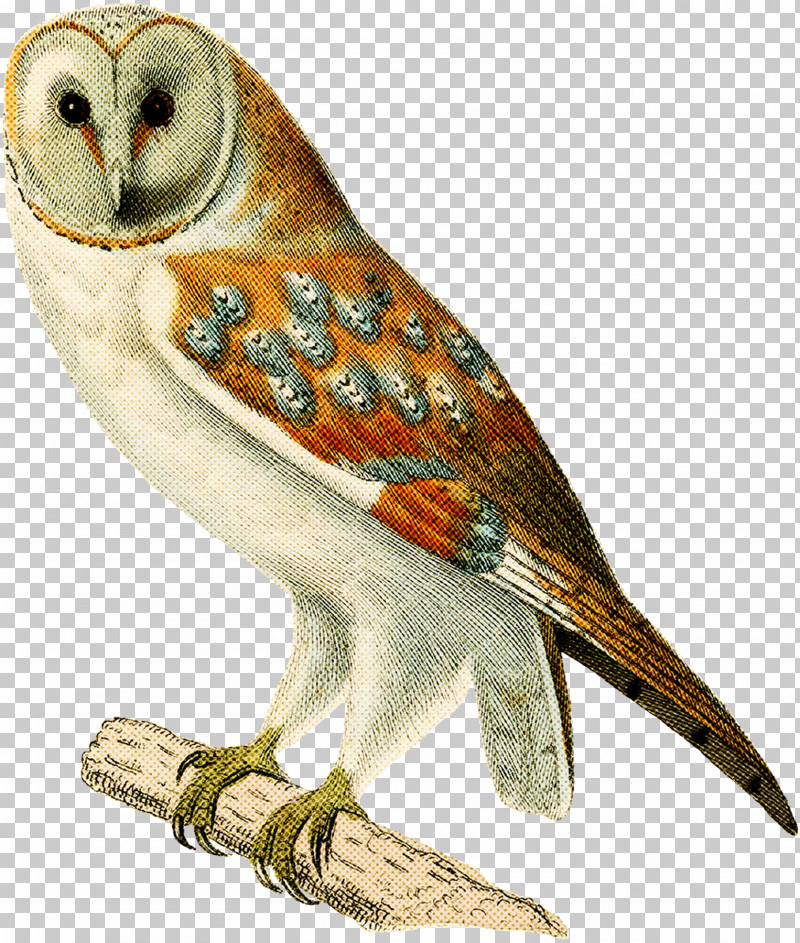 Bird Barn Owl Owl Beak Bird Of Prey PNG, Clipart, Animal Figure, Barn Owl, Beak, Bird, Bird Of Prey Free PNG Download