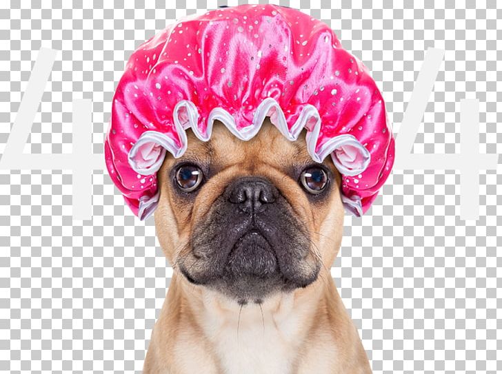 French Bulldog Puppy Pet Sitting Shower PNG, Clipart, Animals, Bath, Bathroom, Bathtub, Bulldog Free PNG Download