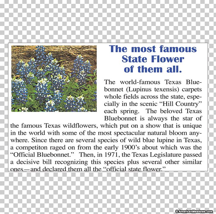 Texas Bluebonnet Texas Bluebonnet Spring Hillside Seed PNG, Clipart, Americans, Area, Bluebonnet, Flora, Gift Free PNG Download