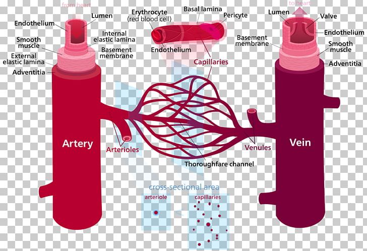 Blood Vessel Circulatory System Capillary Artery PNG, Clipart, Aorta, Artery, Blood, Blood Pressure, Blood Vessel Free PNG Download
