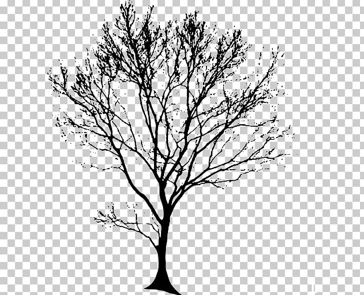 Drawing Tree Oak Line Art PNG, Clipart, Art, Black And White, Branch, Flowering Plant, Leaf Free PNG Download