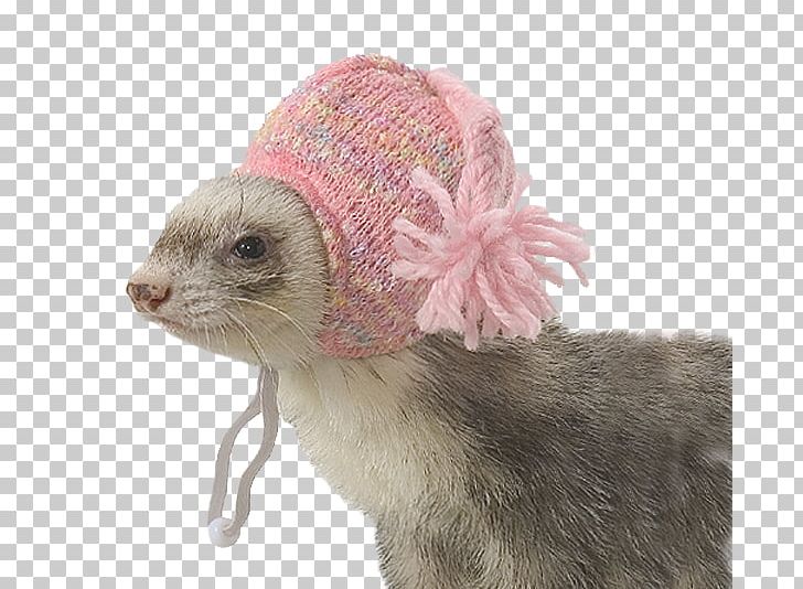 Ferret Marshall Farms Hat Clothing ZuPreem PNG, Clipart, Bonnet, Carnivoran, Clothing, Clothing Accessories, European Rabbit Free PNG Download