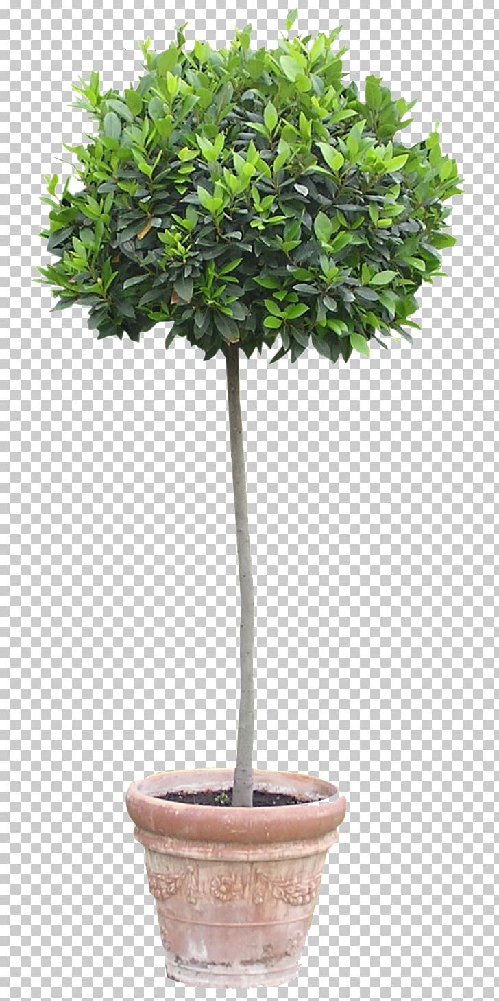 Flowerpot Houseplant Tree PNG, Clipart, Bamboo, Bonsai, Evergreen, Flowerpot, Food Drinks Free PNG Download