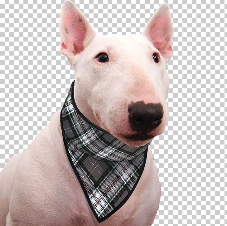 Miniature Bull Terrier Bull And Terrier Old English Terrier Dog Breed PNG, Clipart, Bull And Terrier, Bull Terrier, Bull Terrier Miniature, Carnivoran, Cat Free PNG Download