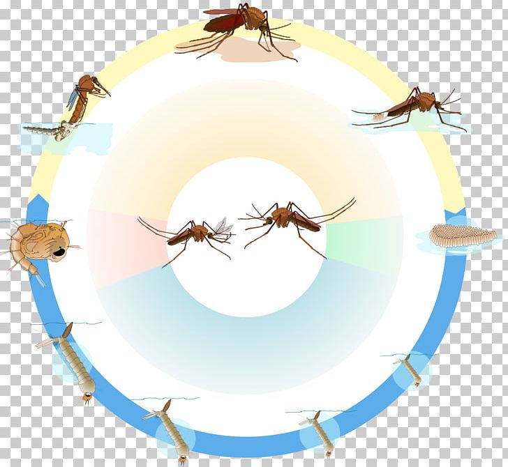 Biological Life Cycle Culex Pupa Larva Marsh Mosquitoes PNG, Clipart, Biological Life Cycle, Biology, Circle, Culex, Culex Pipiens Free PNG Download