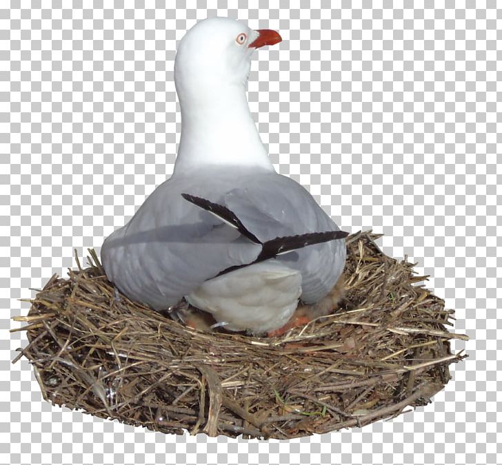 Bird Nest Goose Gulls Common Ostrich PNG, Clipart, Anatidae, Animals, Beak, Bird, Bird Nest Free PNG Download
