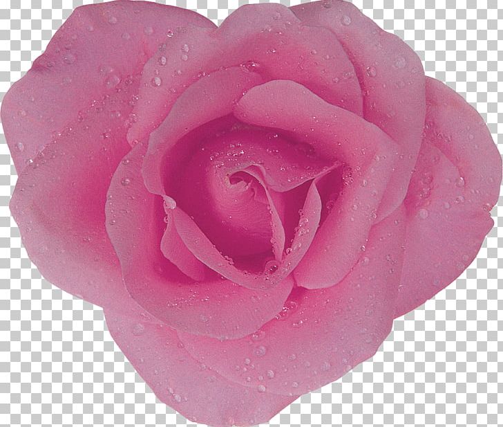 Centifolia Roses Garden Roses Rosaceae Flower Floribunda PNG, Clipart, Centifolia Roses, Closeup, Cut Flowers, Floribunda, Flower Free PNG Download