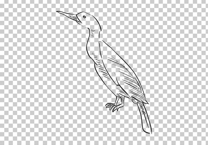 Drawing Sketch PNG, Clipart, Animals, Artwork, Beak, Bird, Black And White Free PNG Download