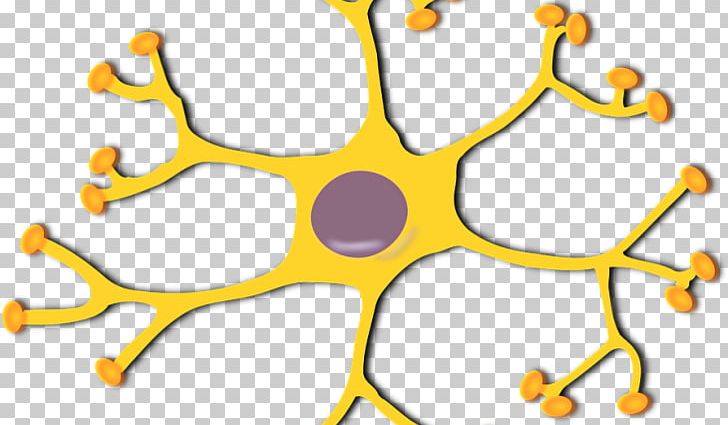 Motor Neuron Nervous System Interneuron PNG, Clipart, Area, Brain, Cell, Cerebral Cortex, Human Brain Free PNG Download