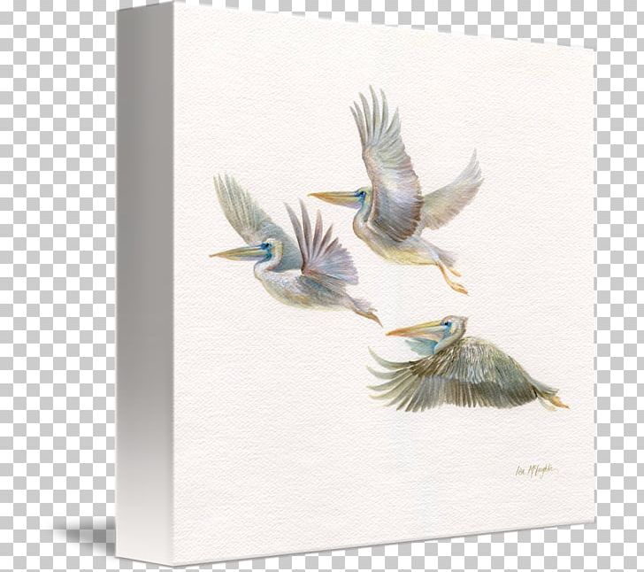 Pelican Heron Feather Bird Kind PNG, Clipart, Anatidae, Animals, Art, Beak, Bird Free PNG Download