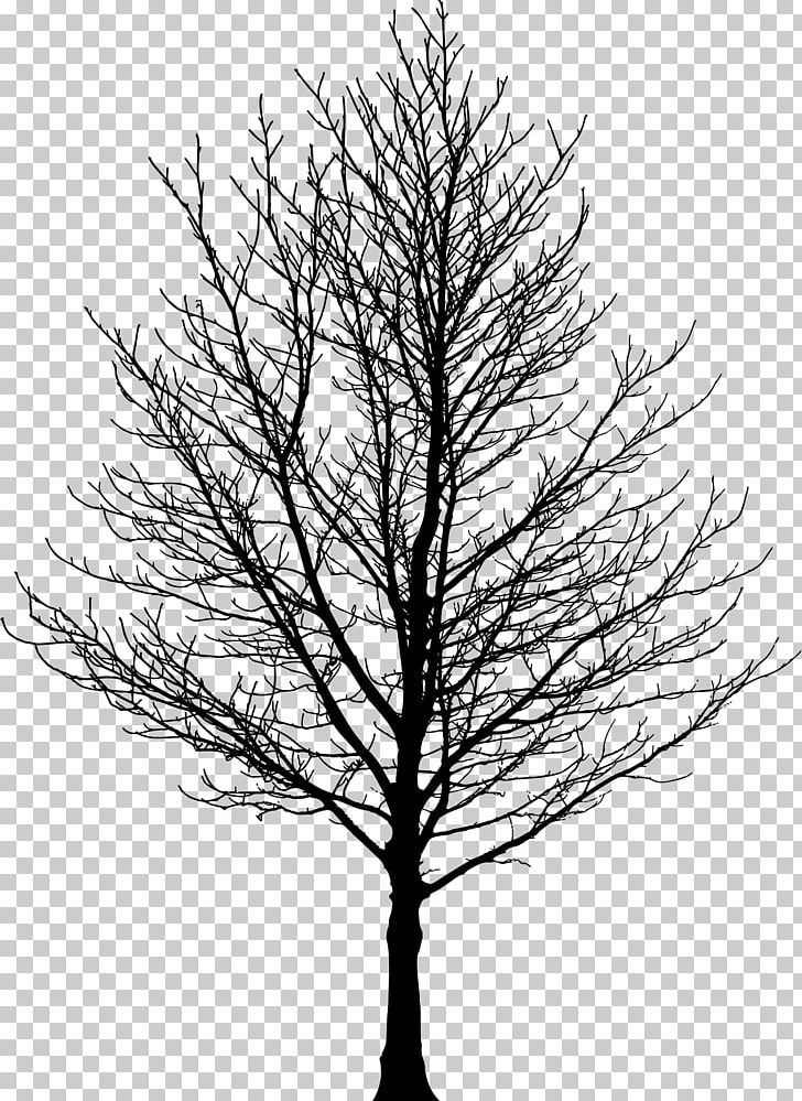 Tree Forest Sugar Maple Drawing PNG, Clipart, Birch, Black And White, Branch, Clip Art, Conifer Free PNG Download