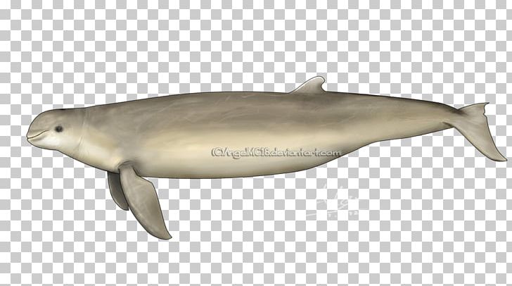 Tucuxi Porpoise Australian Snubfin Dolphin Common Bottlenose Dolphin PNG, Clipart, Australian, Australian Humpback Dolphin, Bottlenose Dolphin, Cetacea, Fauna Free PNG Download
