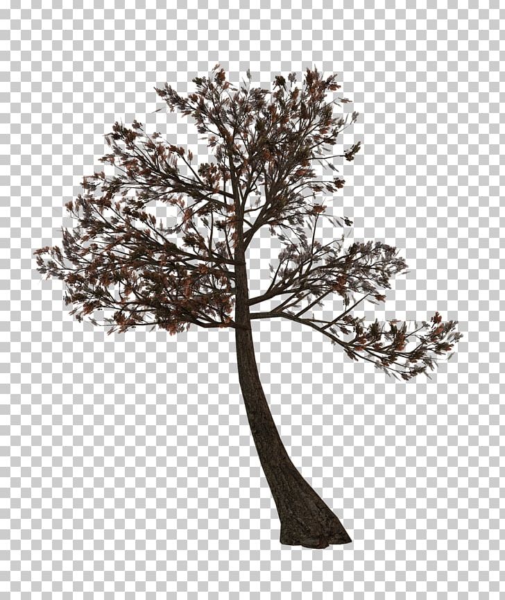 Twig Tree Albom PNG, Clipart, 3d Computer Graphics, Albom, Babu, Branch, Collage Free PNG Download