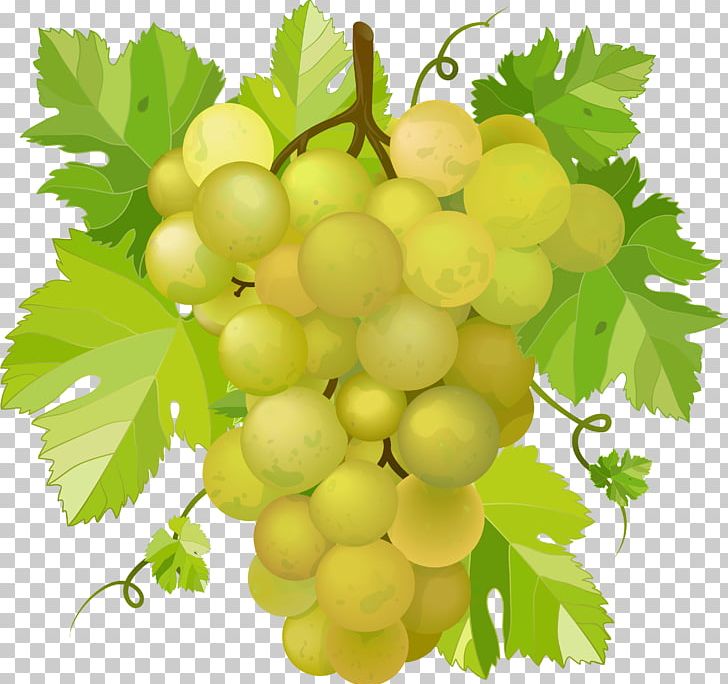 Wine Concord Grape PNG, Clipart, Concord Grape, Food, Food Drinks, Fruit, Fruit Nut Free PNG Download